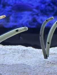 The Super Family Friendly Sumida Aquarium, The Wonders Of the Deep In Tokyo!