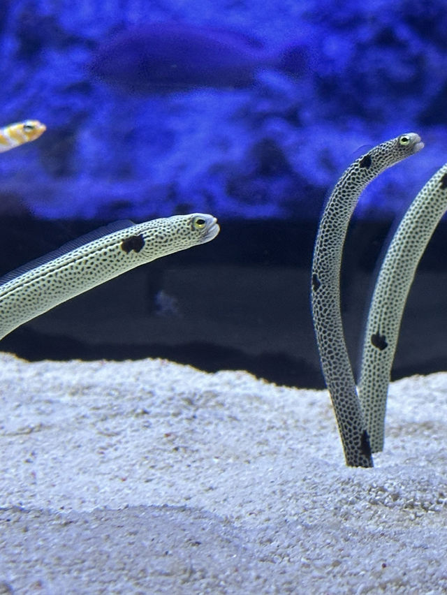 The Super Family Friendly Sumida Aquarium, The Wonders Of the Deep In Tokyo!