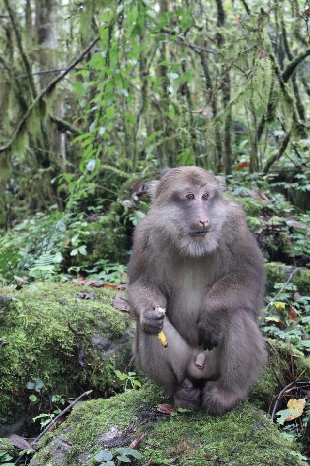 黑竹溝。
