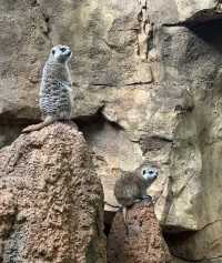 美國芝加哥｜林肯動物園。