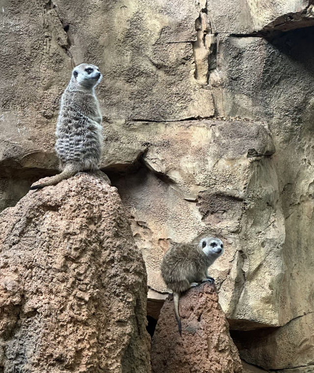 美國芝加哥｜林肯動物園。
