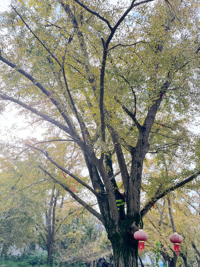泰興｜小村莊裡的古銀杏公園。