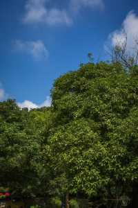 南高峰——杭州滿覺隴賞桂登山好去處。