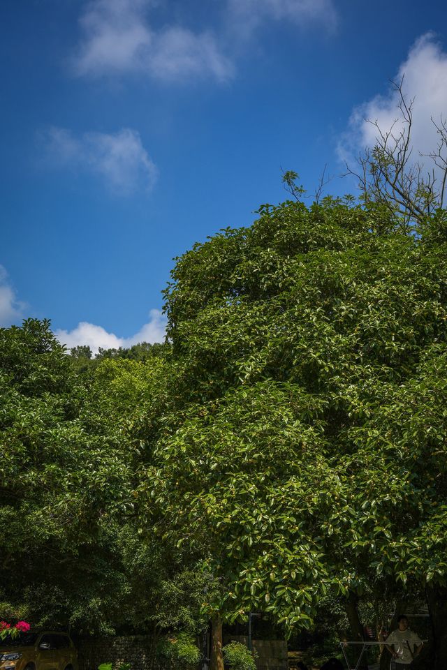 南高峰——杭州滿覺隴賞桂登山好去處。