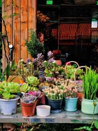 坪洲花市‖逛完花市來特產店買點。