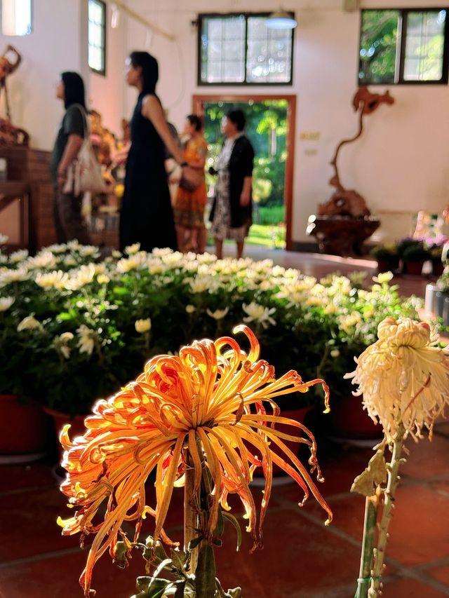 速看！中山公園菊花展遊玩攻略。