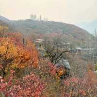 坡峰嶺紅葉盛景：秋色中的一抹絢麗