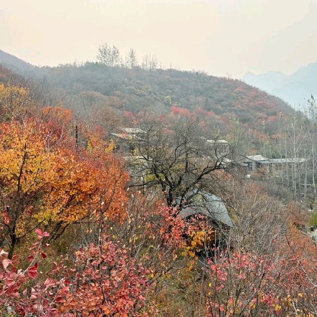坡峰嶺紅葉盛景：秋色中的一抹絢麗