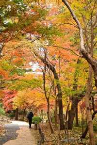 Nagoya's Higashiyama Zoo Offers Stunning Autumn Foliage
