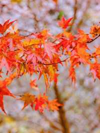 本周實拍香嵐溪楓葉紅了，可以衝了。
