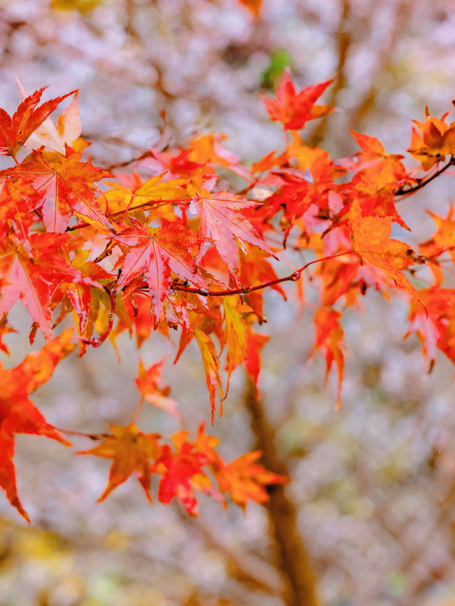 本周實拍香嵐溪楓葉紅了，可以衝了。