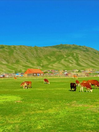 Xinjiang Grassland | Fulfills all your fantasies about grasslands.