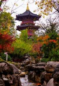周末好去處——興慶公園。