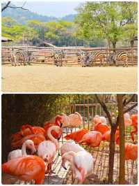 青島森林野生動物世界，萌獸大賞等你來撩。