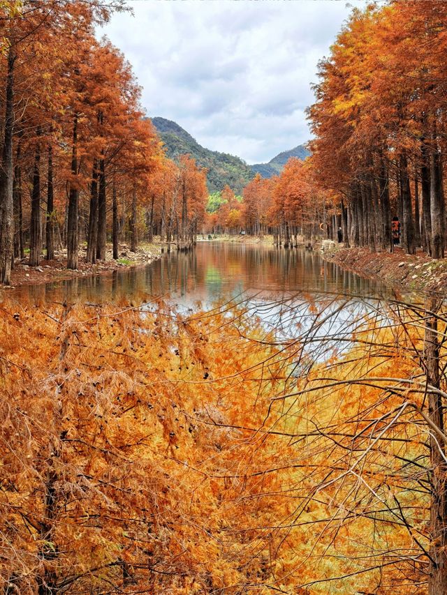 皖南川藏線｜千畝紅杉林美成一幅油畫。