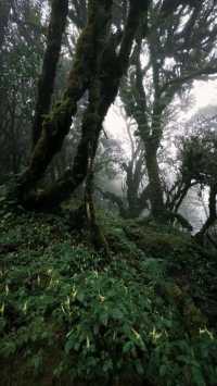哀牢山⛰️來看看怎麼個事