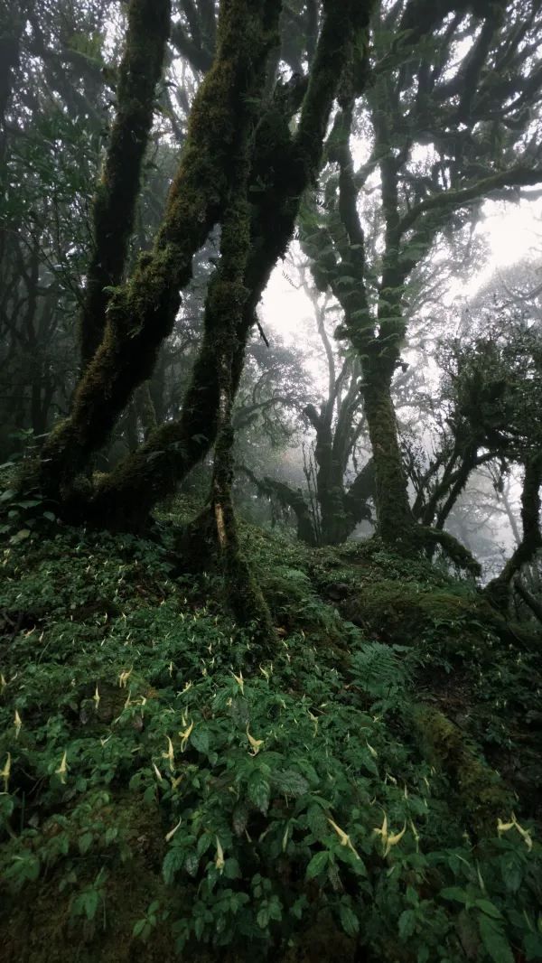 哀牢山⛰️來看看怎麼個事