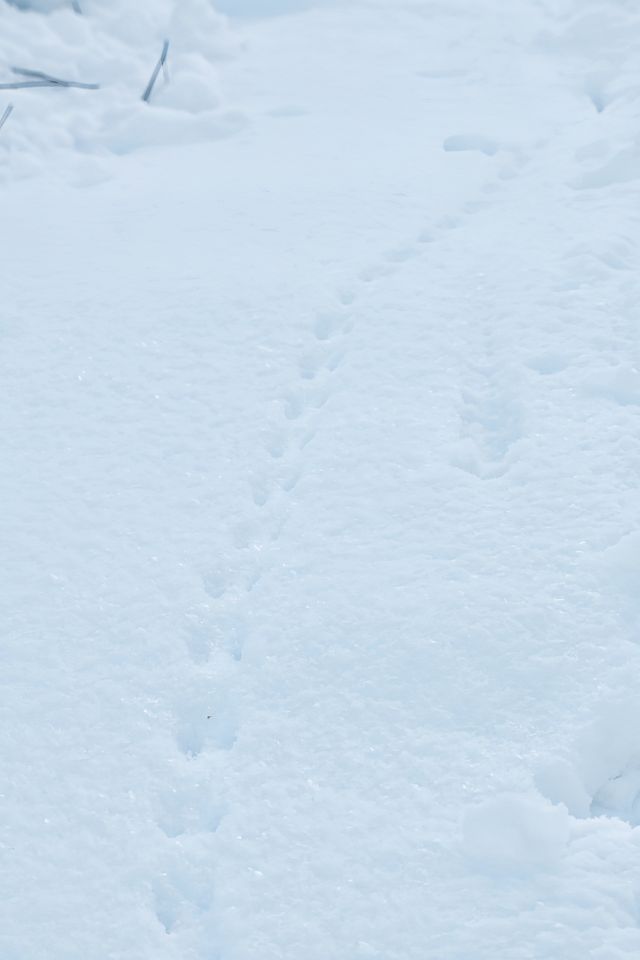 撫順