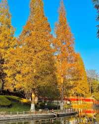 青島植物園！秋日限定美景~趕緊來撿秋啦！