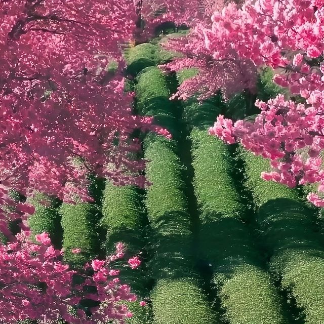 2. 《雲南無量山櫻花谷：開啟夢幻冬日的粉色花約》