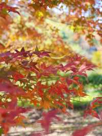 清遠田野綠世界，紅楓葉美得封神啊