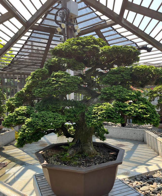 阿諾德樹木園｜波士頓城中的植物王國