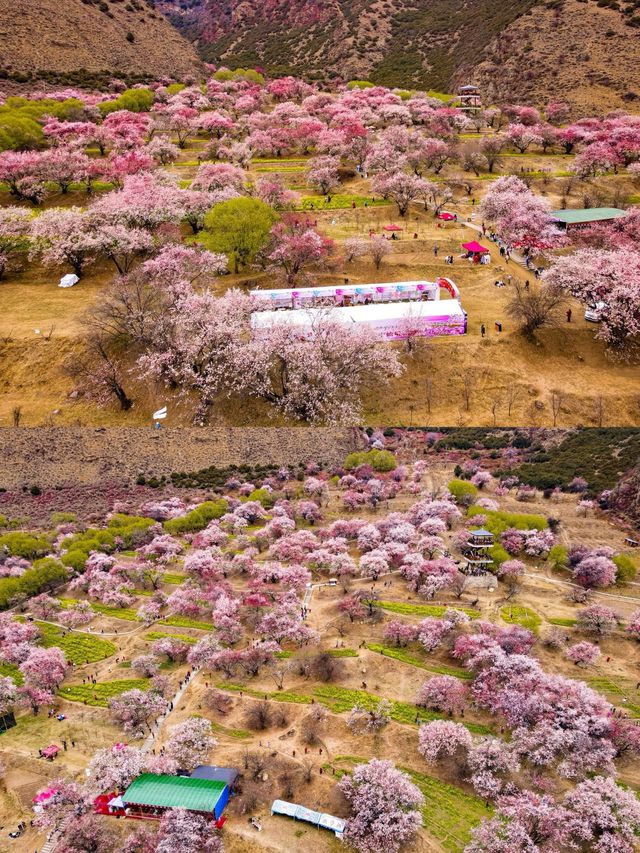 7天暢遊林芝-昌都 超詳細攻略助你玩轉藏東