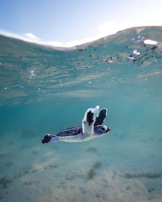 "龜灣：海龜故鄉的靜謐海濱之旅" 