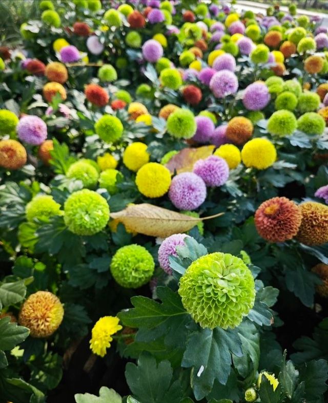 秦嶺國家植物園
