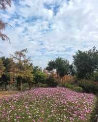 深圳白沙灣公園：有山有海有花的夢幻之地