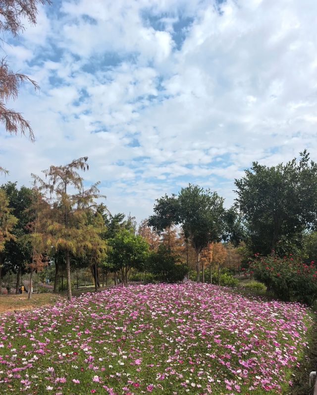 深圳白沙灣公園：有山有海有花的夢幻之地