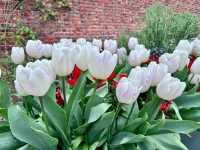 Complete Guide to the Hampton Court Palace Tulip Festival