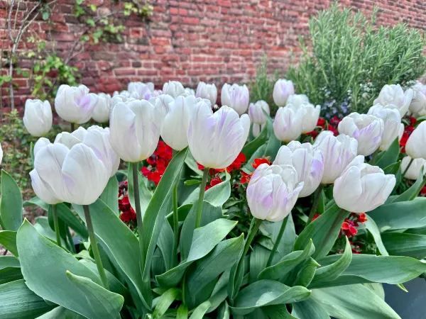 Complete Guide to the Hampton Court Palace Tulip Festival