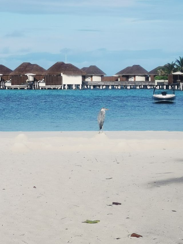 馬爾代夫寶藏島嶼，浮潛天堂