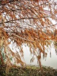 休閒好去處青西郊野公園