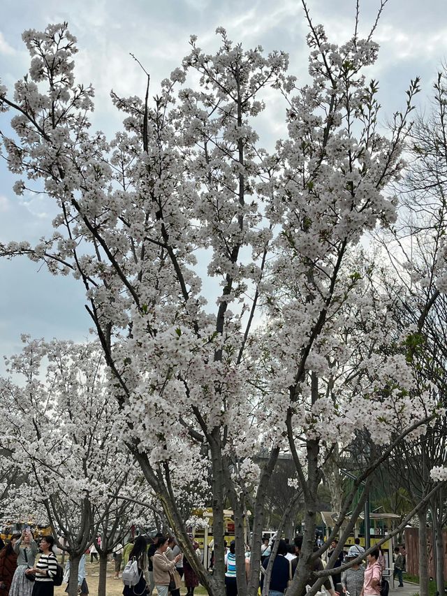 武漢2-5月賞花攻略！是春和景明