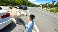 【南通森迪】住在動物園裏，來了就不想回家