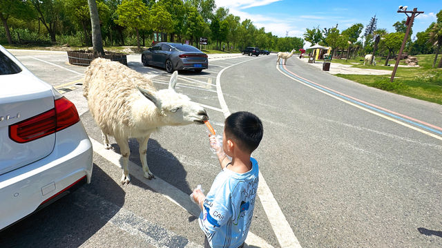 【南通森迪】住在動物園裏，來了就不想回家