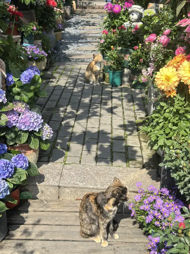 A beautiful flower market hidden in Shiyan