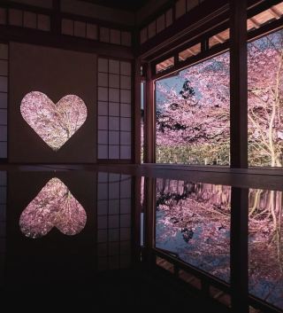 Kyoto | Cherry blossoms at Shoju-in Temple are about to bloom, heart-shaped window