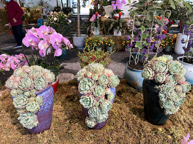 卓越中心的深圳新春花市