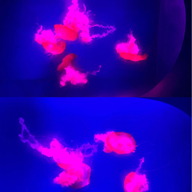 深圳｜野生動物園｜週末好去處