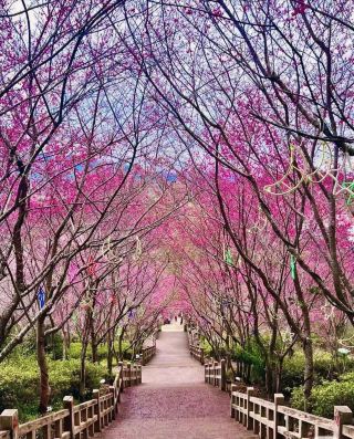 ทุ่งซากุระกว่าหมื่นไร่ ให้ความรู้สึกเหมือนอยู่เมืองเกียวโต ประเทศญี่ปุ่น!