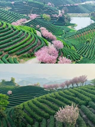 I thought Longjing Village was beautiful enough, until I went to Wuliang Mountain in Hangzhou.