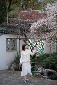 上海梅花季一定要去這個古典園林賞花還免費!!