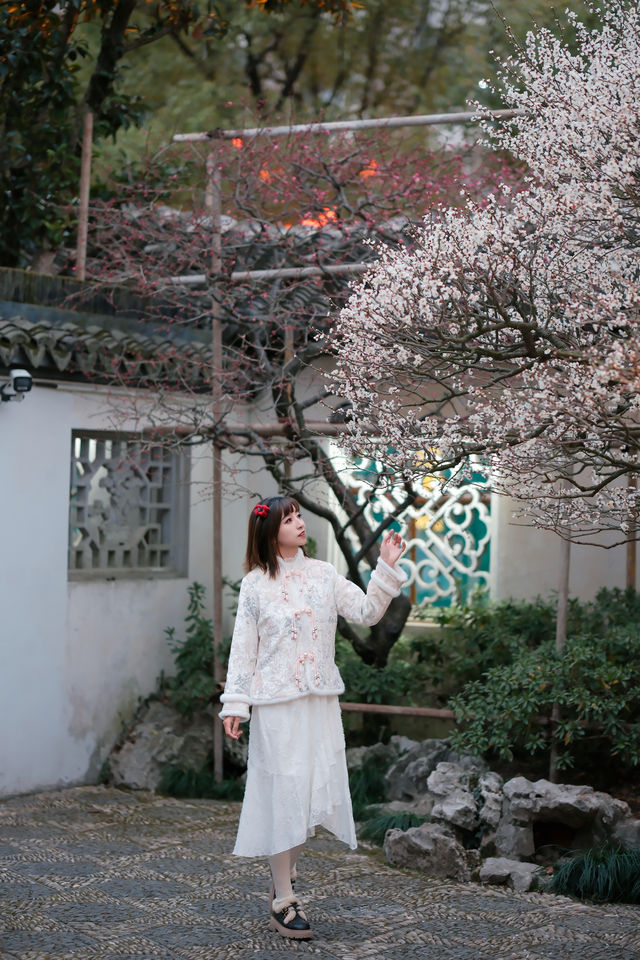 上海梅花季一定要去這個古典園林賞花還免費!! 上海梅花季一定要去這個古典園林賞花還免費!!