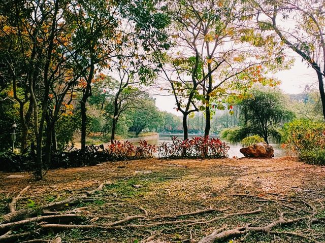 Tianhe Park: The True Green Wonder in The Industril Core