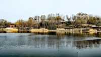 3月初的北塢公園，準備迎春了！