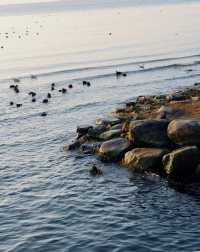 來到大理總要看一次日出,才算不虛此行吧