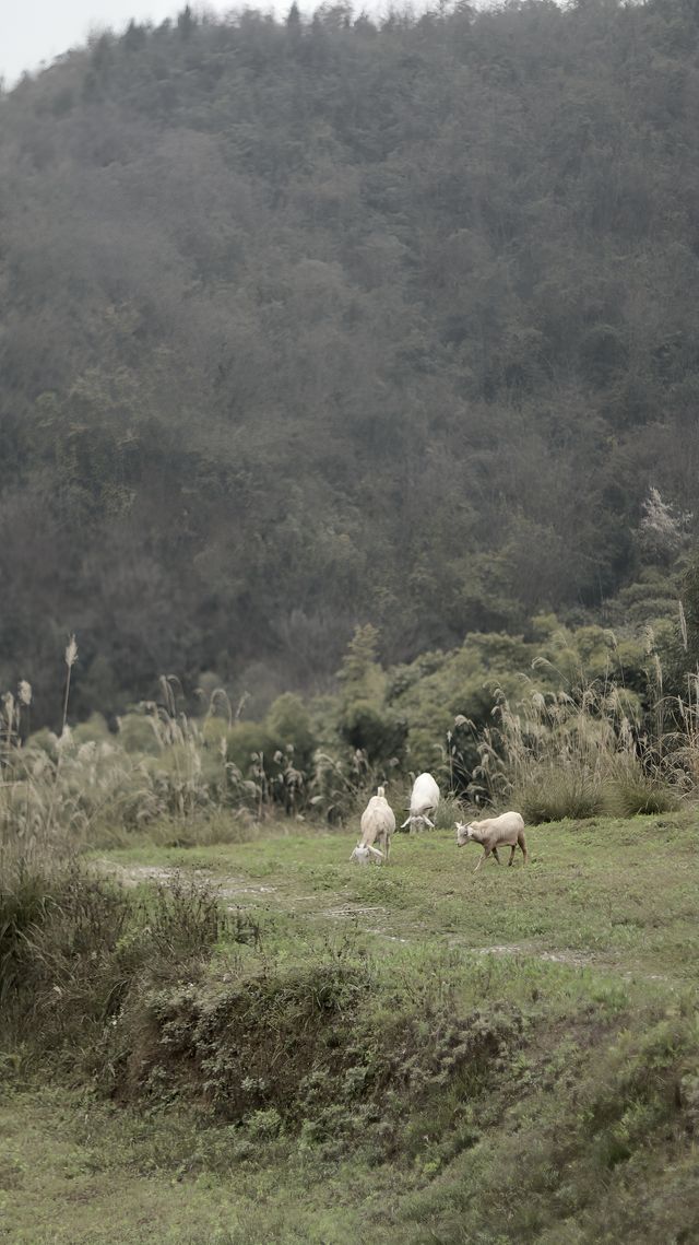 抹茶火山迎春櫻｜成都山谷治癒了內耗